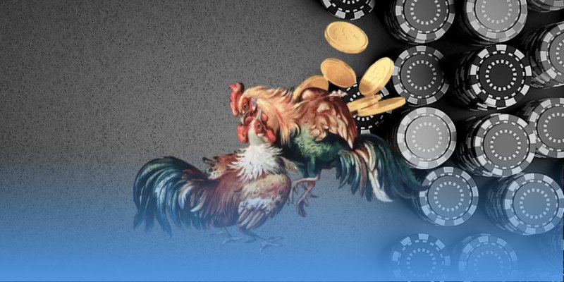 Đa dạng các hình thức đá gà JJ88