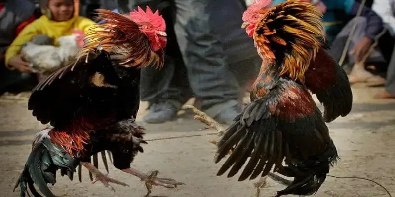 Sơ lược nhanh về đá gà JJ88